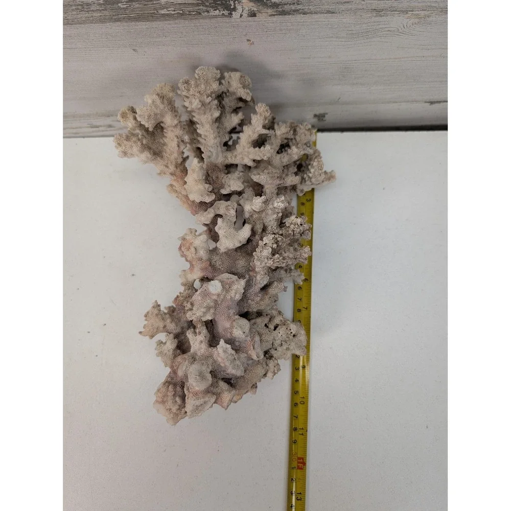 Natural White Coral Specimen Branching Reef Sea Decor Display Coastal Piece